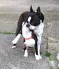 Boston Terrier Foto: Vicky und Ferry sind unzertrennlich (ID 12052) Boston Terrier Hund