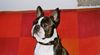 Boston Terrier Foto: Bassty diesmal sehr aufmerksam (ID 17762) Boston Terrier Hund