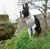 Boston Terrier Foto: Weitblick (ID 16713) Boston Terrier Hund