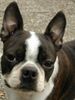 Boston Terrier Foto: Dolly v.d.Birkenheide alias Whoopi, die liebe Linzerin (ID 11895) Boston Terrier Hund