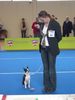 Boston Terrier Foto: IHA Wieselburg 06 - Bonnie of Oaktown, SG (ID 31107) Boston Terrier Hund