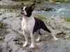 Boston Terrier Foto: Alice ist happy (ID 19872) Boston Terrier Hund