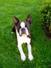 Boston Terrier Foto: Gordon (9 Monate alt) (ID 11084) Boston Terrier Hund