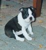 Boston Terrier Foto (ID 1447) Boston Terrier Hund