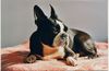 Boston Terrier Foto: Betty (ID 1275) Boston Terrier Hund