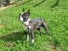 Boston Terrier Foto: Shela (ID 17359) Boston Terrier Hund