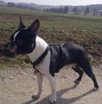 Boston Terrier Hund