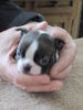 Boston Terrier Foto: Das ist Jack-Daniel, genannt Percy. Eine Hand voll Hund. (ID 46954) Boston Terrier Hund