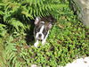 Boston Terrier Hund