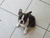 Boston Terrier Hund