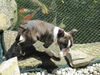 Boston Terrier Hund