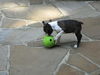Boston Terrier Foto: Wie komme ich an die Körnchen, die in diesem Ball stecken ? (ID 46937) Boston Terrier Hund