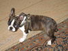 Boston Terrier Foto: Ich mag dieses Geschirr überhaupt nicht !!! scheint Percy zu sagen. (ID 46946) Boston Terrier Hund