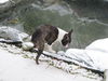 Boston Terrier Foto: Percy fragt: Wo sind denn bloß die Fische geblieben ? (ID 46948) Boston Terrier Hund