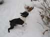 Boston Terrier Hund