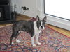 Boston Terrier Hund