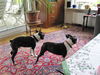 Boston Terrier Foto: Percy und Alnato (ID 46939) Boston Terrier Hund