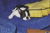 Boston Terrier Foto (ID 1860) Boston Terrier Hund