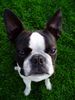 Boston Terrier Foto: Gordon, 11 Monate alt (ID 12647) Boston Terrier Hund