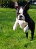 Boston Terrier Foto: Ich bin Dumbooo! (ID 7039) Boston Terrier Hund