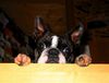 Boston Terrier Foto: Toni ist sehr neugierig (ID 27324) Boston Terrier Hund