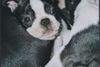 Boston Terrier Foto (ID 1859) Boston Terrier Hund