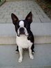Boston Terrier Foto: Gordon (ID 11085) Boston Terrier Hund