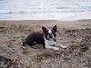 Boston Terrier Foto: Gordon am Strand der Insel Elba (Italien) (ID 15383) Boston Terrier Hund