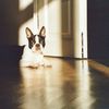 Boston Terrier Foto: Brunto von den Rottannen (ID 1285) Boston Terrier Hund