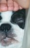 Boston Terrier Foto: Brunovonden Rottannen (ID 1287) Boston Terrier Hund