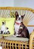 Boston Terrier Foto (ID 3707) Boston Terrier Hund