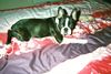 Boston Terrier Foto: Bassty von der Urlaken (ID 2694) Boston Terrier Hund