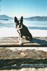 Boston Terrier Foto: Bassty von der Urlaken (ID 2672) Boston Terrier Hund