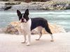 Boston Terrier Foto: Julka an der Küste, ha ha ha (ID 19873) Boston Terrier Hund