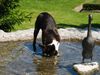 Boston Terrier Foto: Anthony Lord of White Hunter´s Lodge - OHNE WORTE (ID 12208) Boston Terrier Hund