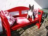 Boston Terrier Foto: Toni in Warteposition (ID 24153) Boston Terrier Hund