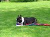Boston Terrier Foto: ......ob das wohl mir gehört....... (ID 24155) Boston Terrier Hund