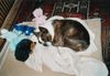 Boston Terrier Foto: Maxi und ihr neues Zuhause (ID 16663) Boston Terrier Hund