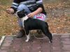 Boston Terrier Foto: Youth Champion Olivia Ewabo (ID 25189) Boston Terrier Hund