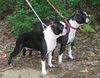 Boston Terrier Foto: Youth Champion Olivia Ewabo (ID 25190) Boston Terrier Hund