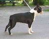 Boston Terrier Foto: Youth Champion Olivia Ewabo (ID 25188) Boston Terrier Hund