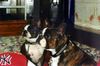 Boston Terrier Foto: Shirley und Gipsy warten sehnsüchtig auf den Kellner... (ID 2289) Boston Terrier Hund