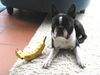 Boston Terrier Foto: Toni wünscht allen alles Gute für 2005 (ID 17409) Boston Terrier Hund