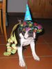 Boston Terrier Foto: So verbrachte Toni die Sivesternacht (ID 17410) Boston Terrier Hund