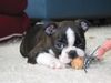 Boston Terrier Foto: Anthony of White Hunter´s Lodge hat seinen Wohnsitz in die Schweiz verlegt (ID 6767) Boston Terrier Hund