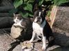 Boston Terrier Foto: Toni mit seinem Freund Muck (ID 14978) Boston Terrier Hund