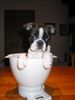 Boston Terrier Foto: Anthony sagt: (ID 8296) Boston Terrier Hund