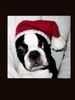Boston Terrier Foto: Ich wünsche euch eine schöne Weihnachtszeit! (ID 7518) Boston Terrier Hund