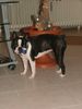 Boston Terrier Foto: Yuma (ID 29353) Boston Terrier Hund