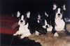 Boston Terrier Foto: Boston Terrier Puppies (ID 18107) Boston Terrier Hund